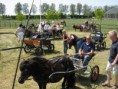 /album/menrit-04-06-2011/zeeuwse-menrit-juni-2011-018-jpg/